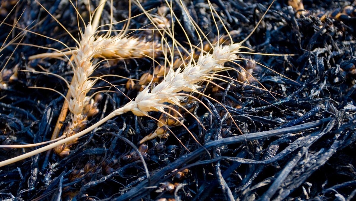 Фермеры ожидают не более 60% прошлогоднего урожая пшеницы в Ростовской области. Автор: Русинов Денис. Источник: newizv.ru/ITAR-TASS