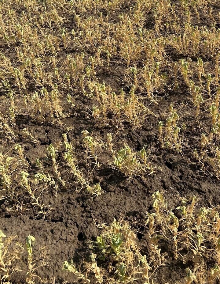 Так выглядят посевы пшеницы в Ростовской области в июле 2025 года. Фото: Николай Юзефов. newizv.ru