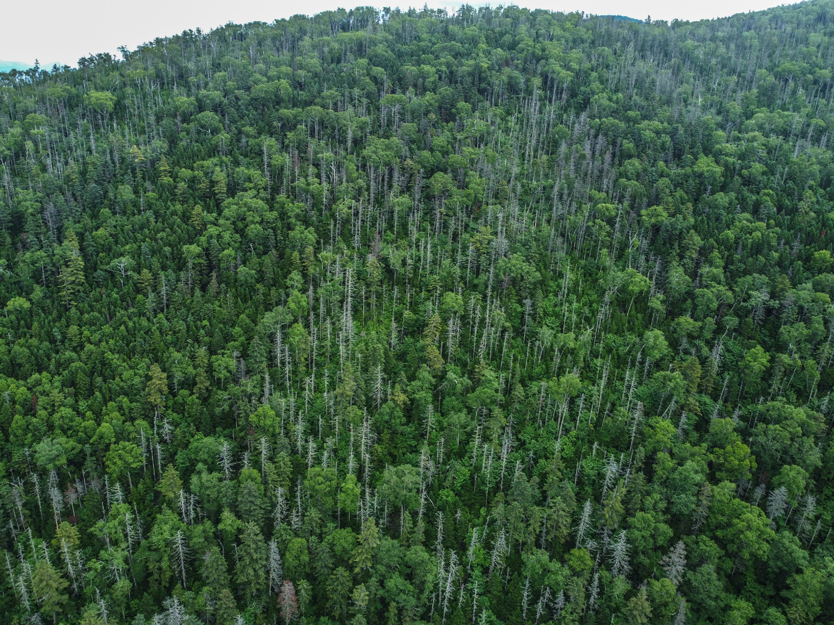 Автор: Сихотэ-Алинский заповедник