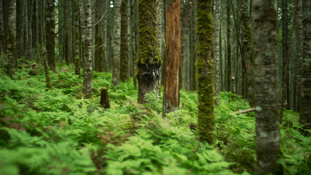 Автор: Сихотэ-Алинский заповедник