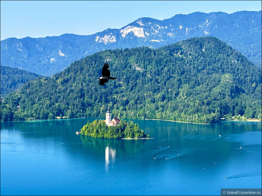 Птичка удачно пролетала мимо) © Ирина Дементьева