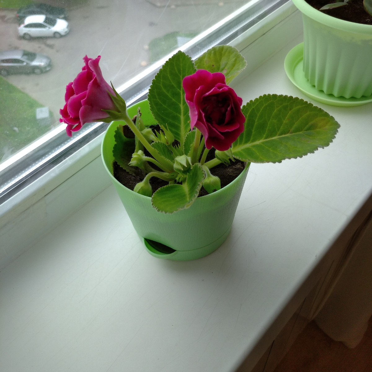 Вот уже и распустились бутоны.. 