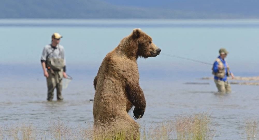 На Байкале медведь вытеснил туристов из лагеря, съел их припасы и лег поспать