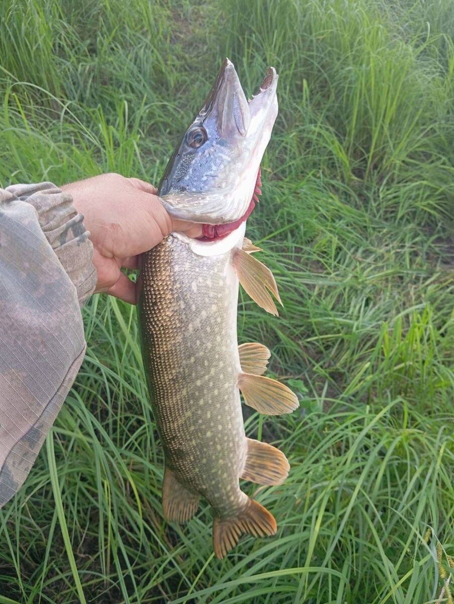    Рыбалка в Барнауле. Источник: Алтайское Рыболовное Сообщество / vk.com