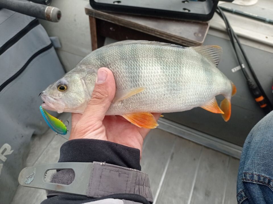    Рыбалка в Барнауле. Источник: Алтайское Рыболовное Сообщество / vk.com