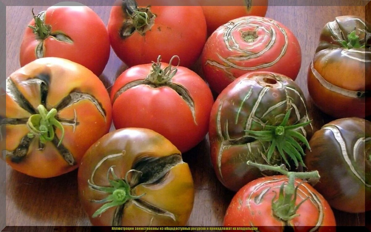 https://vk.com/photo-159774511_457271712. Растрескивание томата из-за нехватки бора