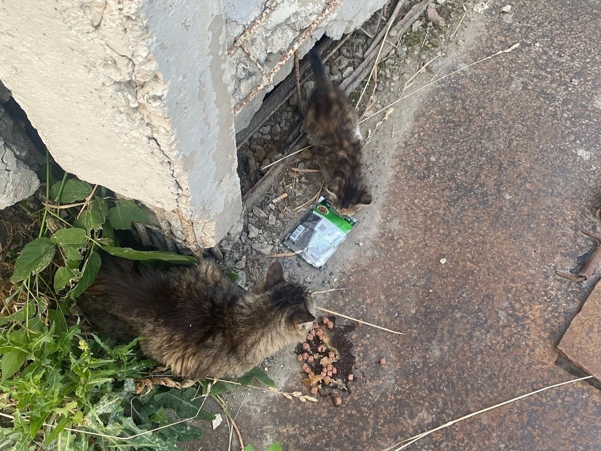 Кошку закидали камнями дети, но её тоже удалось спасти