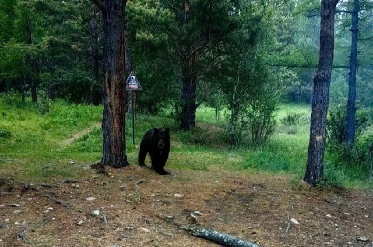    Медведь разорил лагерь туристов на Байкале