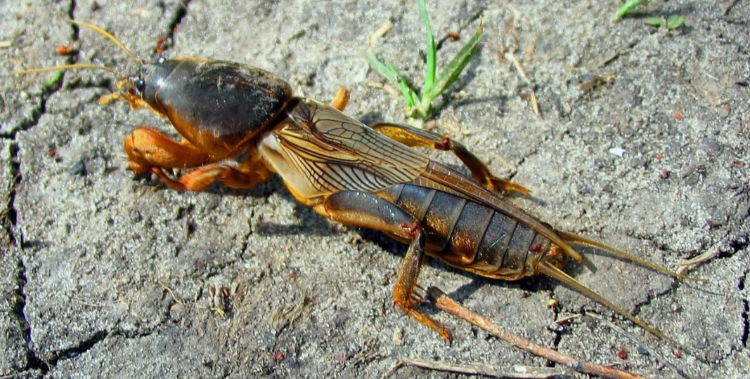 Приручила медведку на огороде: личный опыт борьбы с опасным вредителем