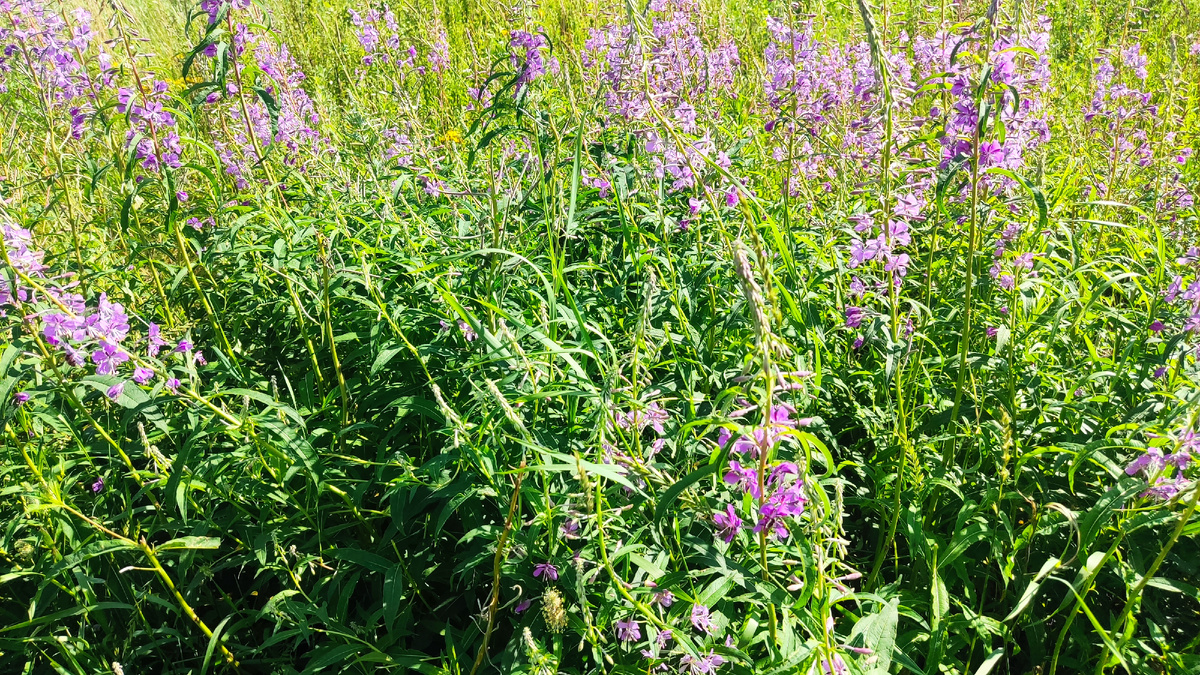 Сбором и приготовлением иван-чая я увлекся много лет назад. 