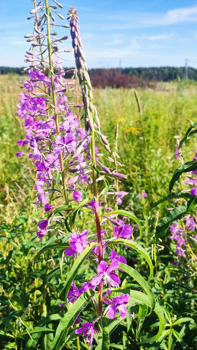 Иван-чай рекомендуется собирать с момента начала и до окончания цветения.