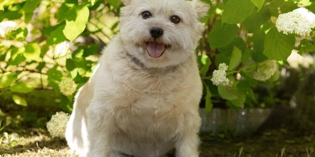 Пряня: улыбчивая и послушная, оказалась ненужной хозяевам😔 Подари ей счастье, Человек🙏