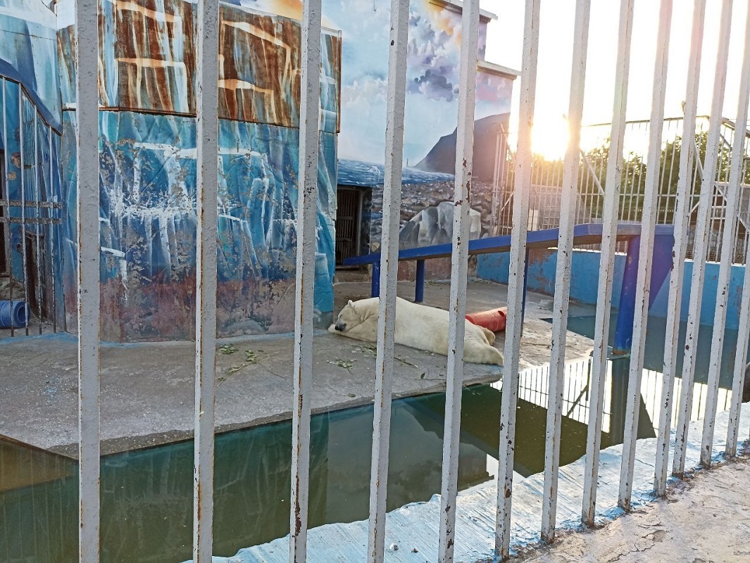 Более 90 лет зверинец в Перми находился на месте бывшего Архиерейского кладбища, где были похоронены многие выдающиеся люди.  Фото: Илья Пригожин