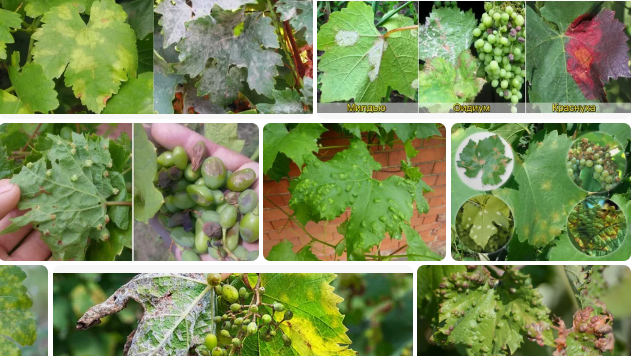#Виноград нуждается в своевременной профилактической защите от #болезней и вредителей. Самые опасные болезни #винограда, а также меры борьбы и профилактики с болезнями винограда смотрите в этом #видео.
В данном ролике я расскажу и покажу самые опасные болезни винограда: Милдью, оидиум и хлороз винограда. Кусты винограда нуждаются в своевременной защите от болезней и вредителей. Я покажу, как правильно защитить виноград весной, летом и осенью, а также обеспечить хороший рост #виноградного куста. Мы разберемся, как не допустить накопления инфекции на #винограде с помощью средств защиты, а также обсудим эффективность некоторых препаратов от болезней винограда.