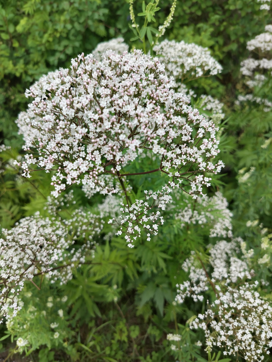 Просто понравилось растение 