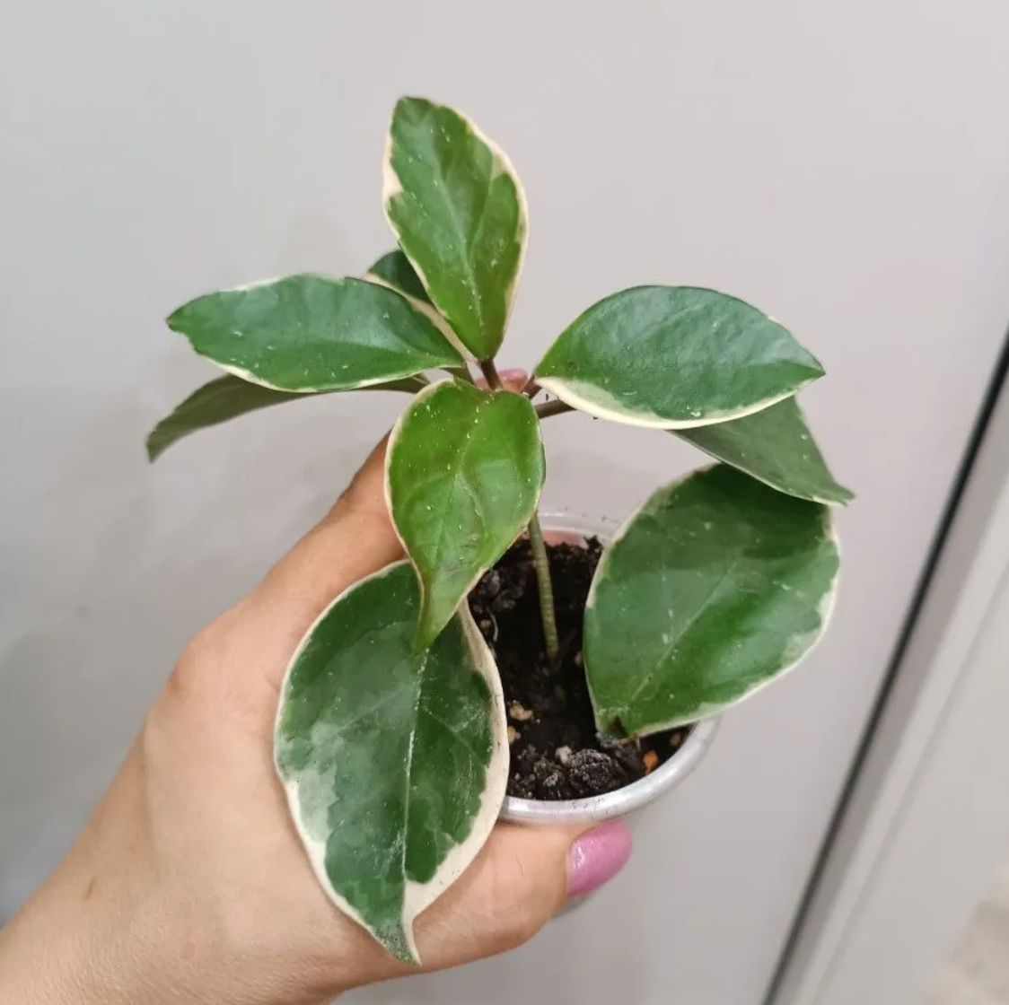 хойя Кримсон Квин, фото продавца