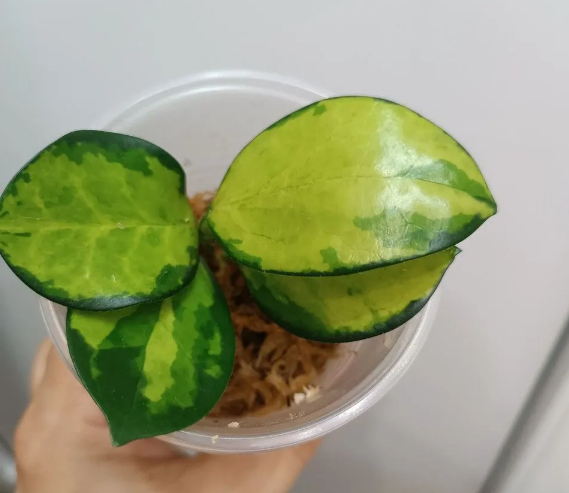 хойя Лиза фото продавца