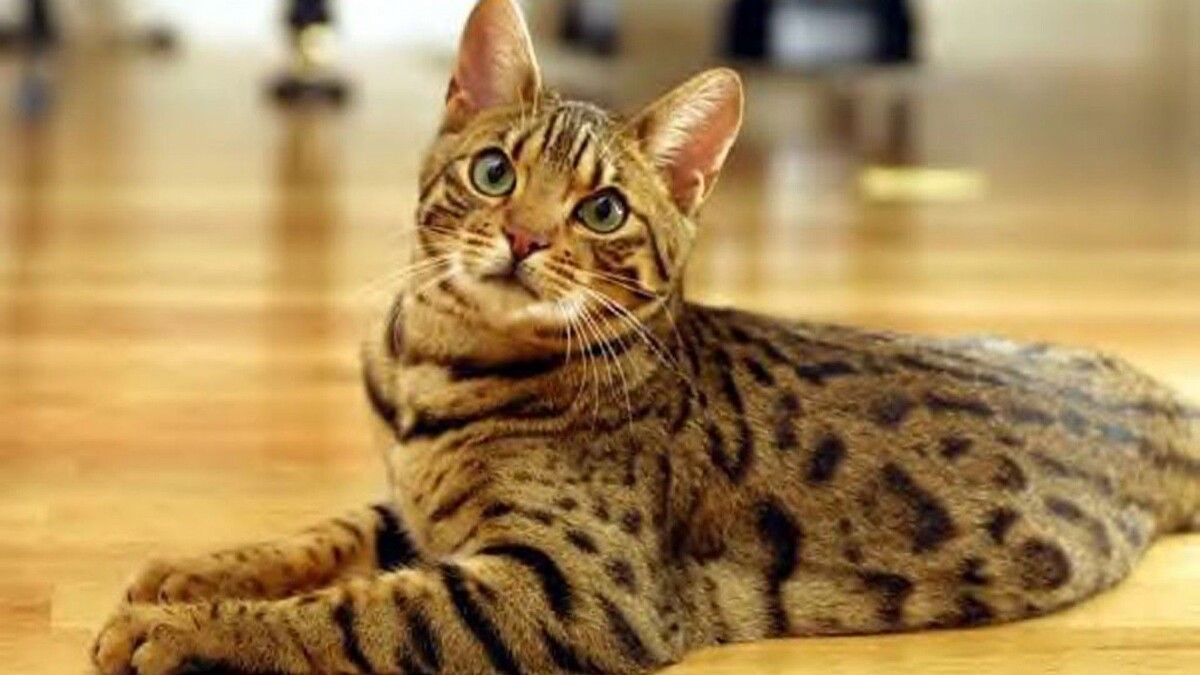 Фото с сайта: https://wallpaperbat.com/bengal-cat-wallpapers