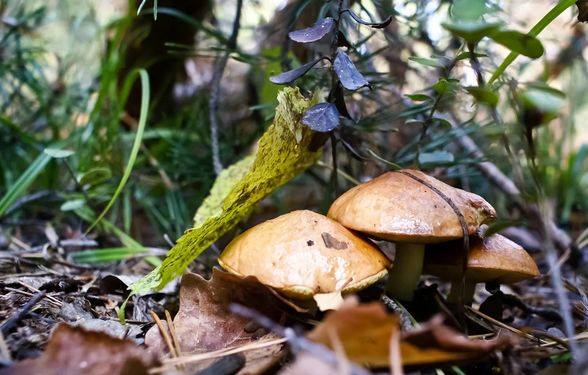 Фото: Kodik / GoodFon.ru