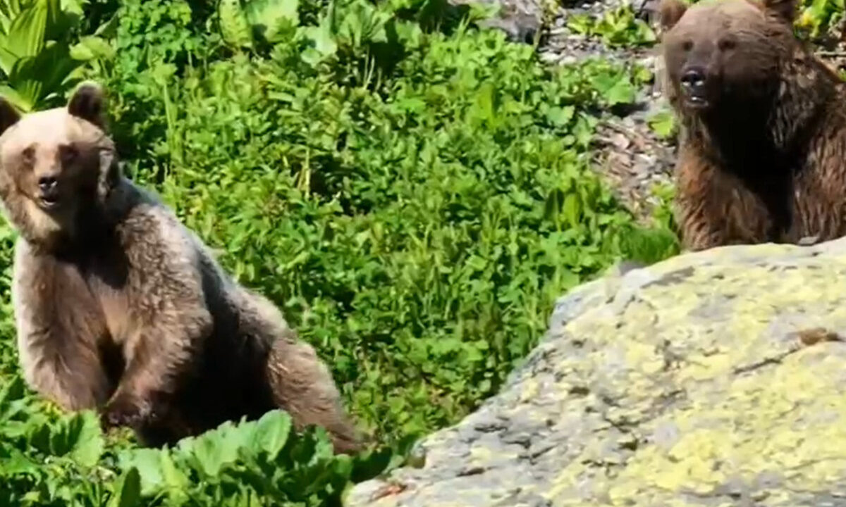    Фото t.me/sochigeograf