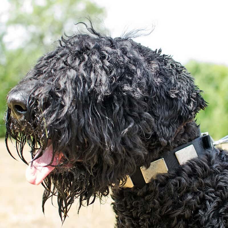 -Могу и без уток испачкаться!