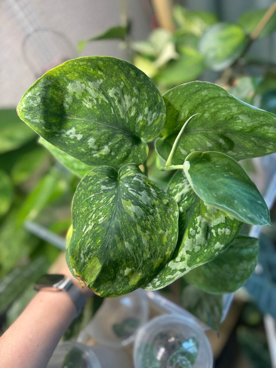 Какие расписные листья.