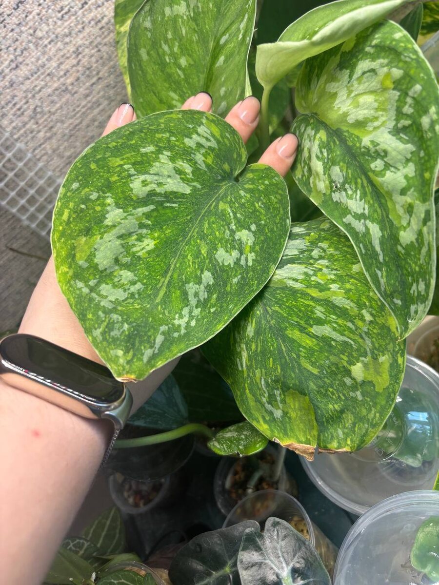 И внушительный размер.