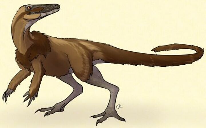 Лутунгутали шерстистый.