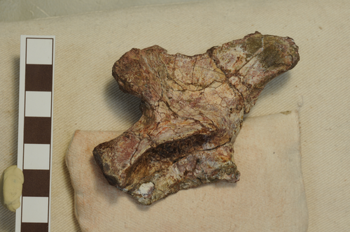 Подвздошная кость голотипа.