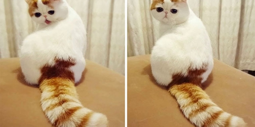 Удивительные КОШКИ с необычной внешностью!