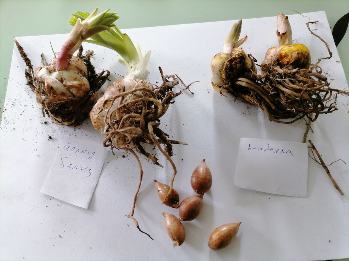 Фото тех луковиц, а маленькие - горной лилии, фото автора