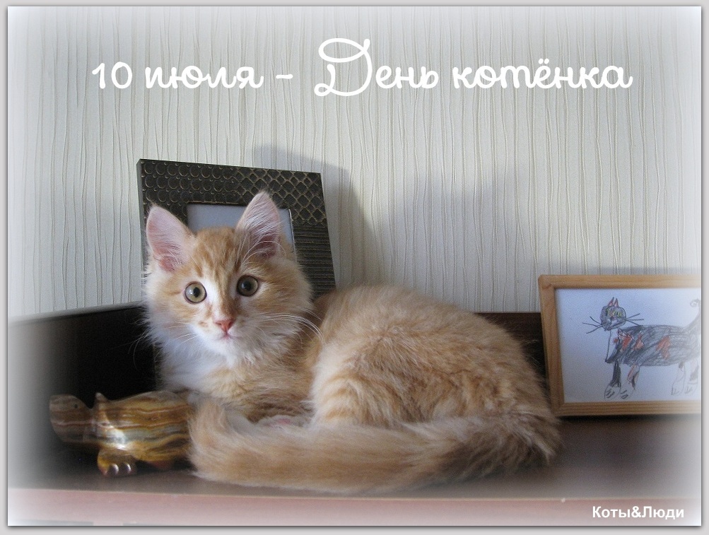 Коллаж автора. На фото - котёнок Беша