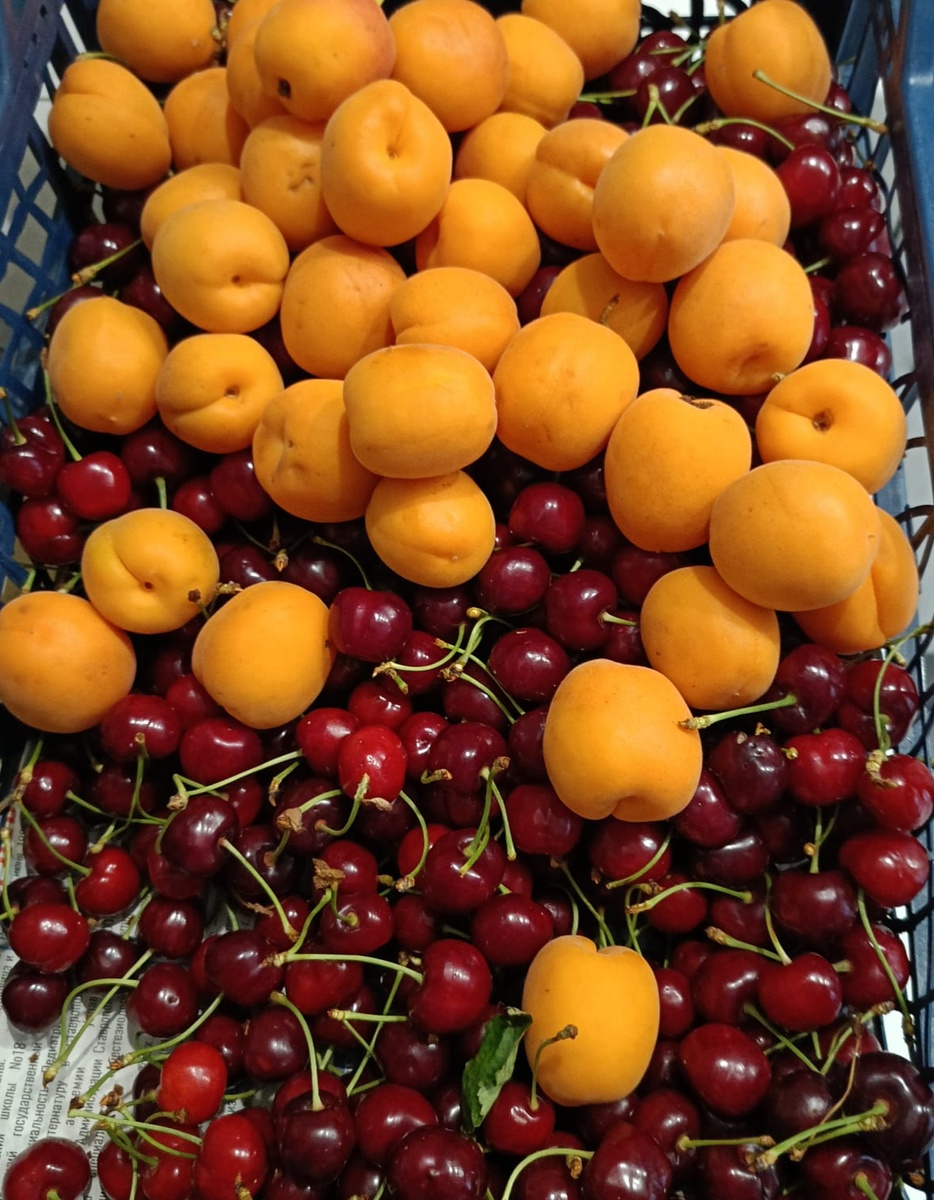 Черешня  и домашние абрикосы