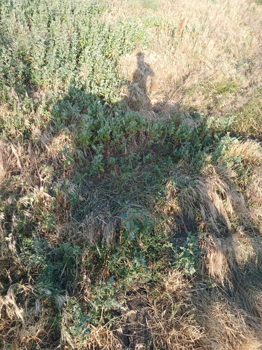 Это наша с лошадью тень на фоне кубанской степи.