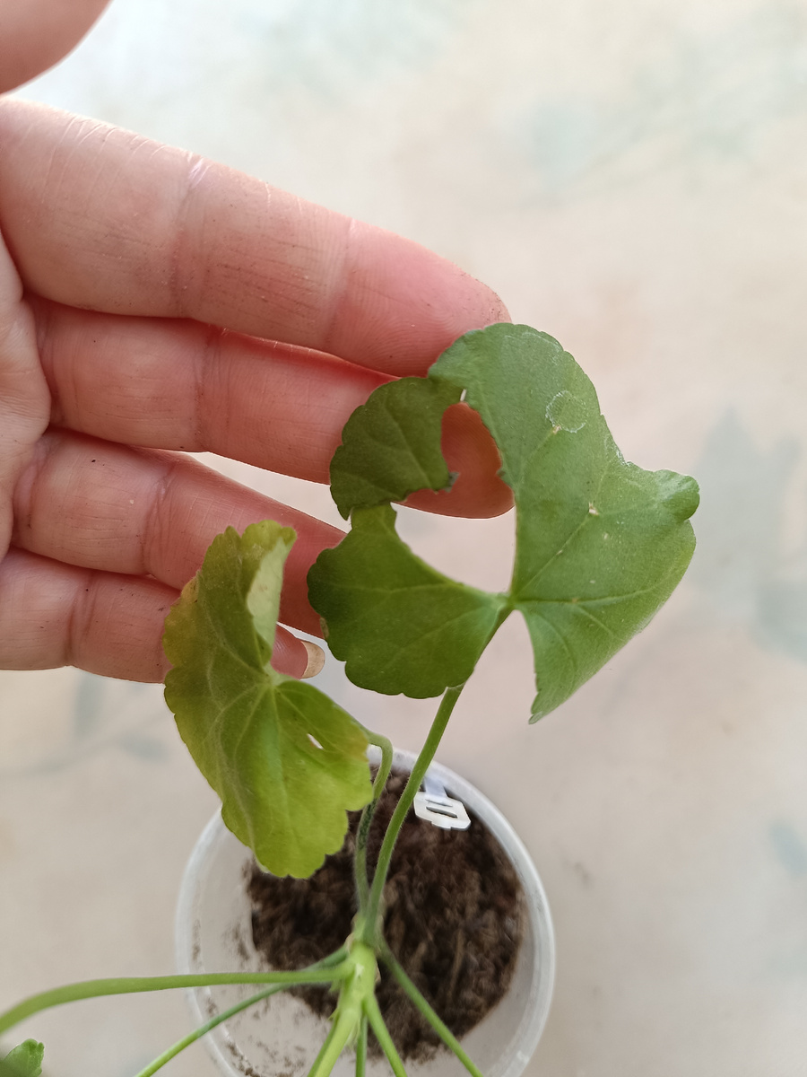 Это черенок сорта Ирида Капля Черники. Кто-то выгрыз сердечко 💚! Издевается! 🤣