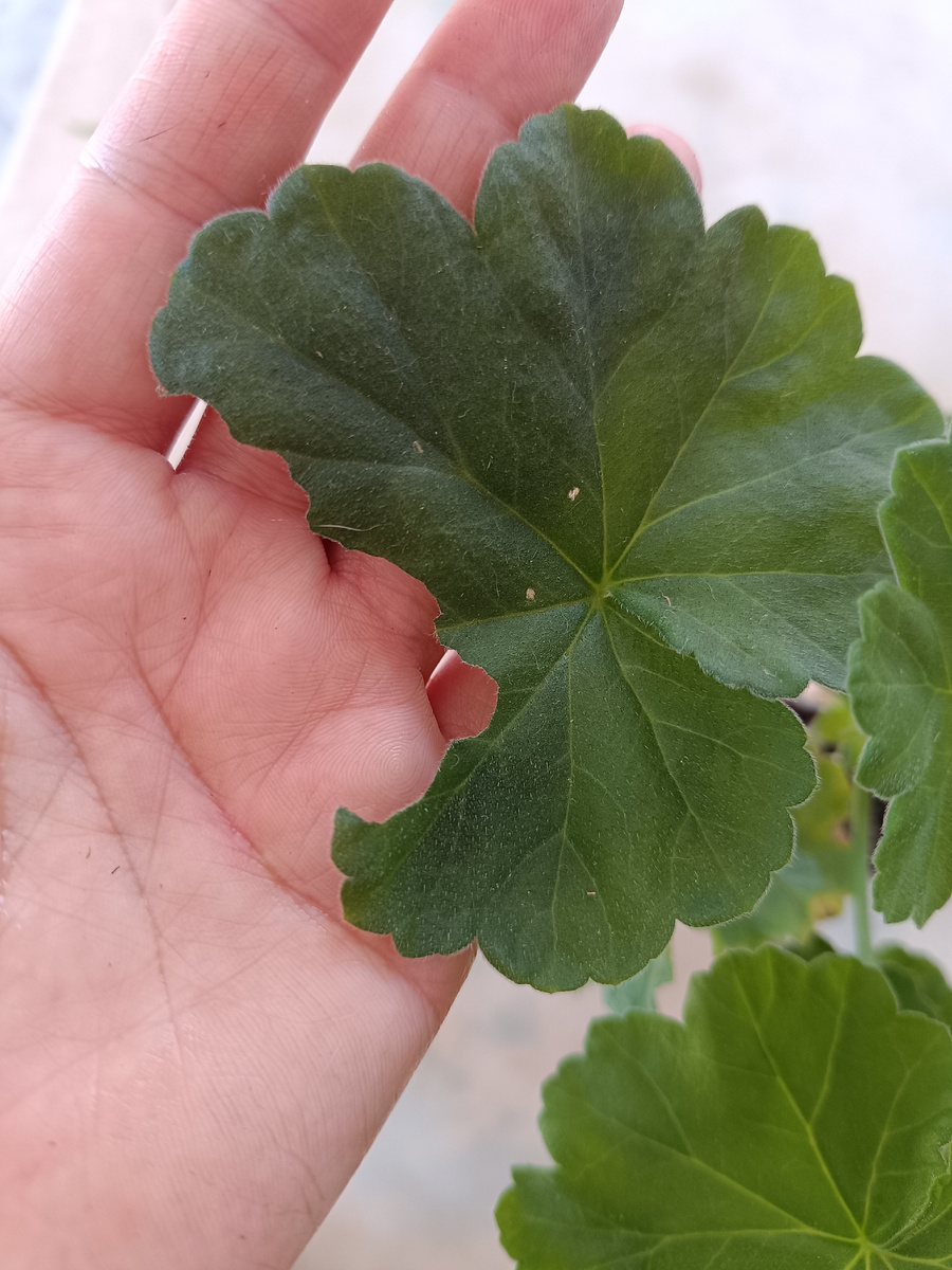 А это черенок сеянца ЮВ 14.21