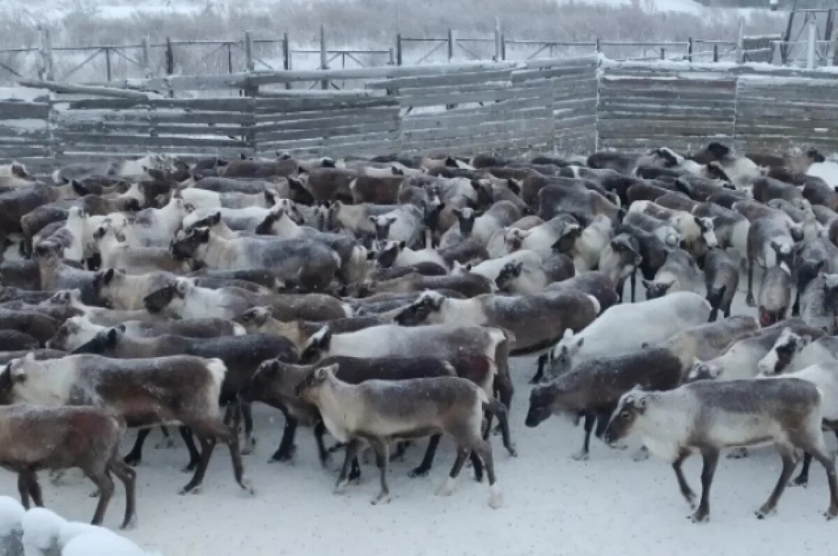    В Коми работает пять оленеводческих предприятий.