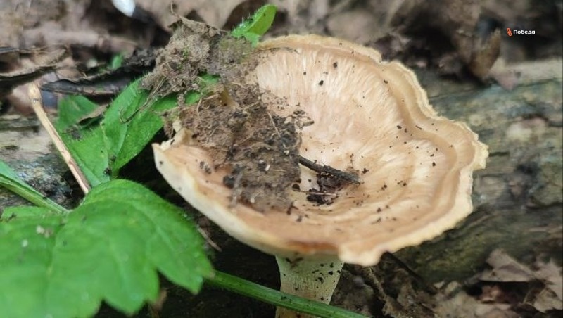      Фото: Юлия Яковенко / / ИА «Победа26»