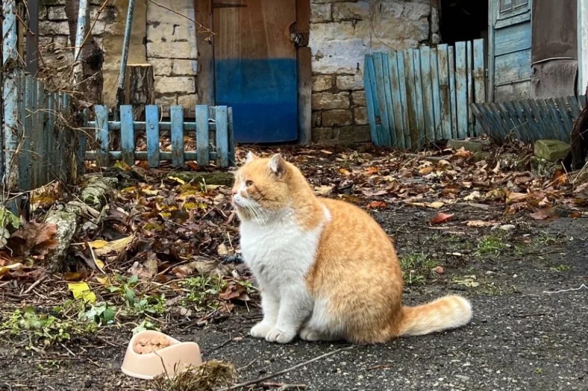    Батон любуется осенью.