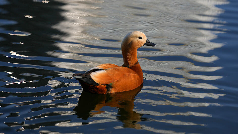 Фото: © ИЗВЕСТИЯ/Дмитрий Коротаев