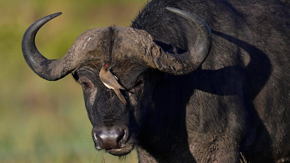 Фото: © www.globallookpress.com/Winfried Wisniewski/imagebroker.com / РЕН ТВ