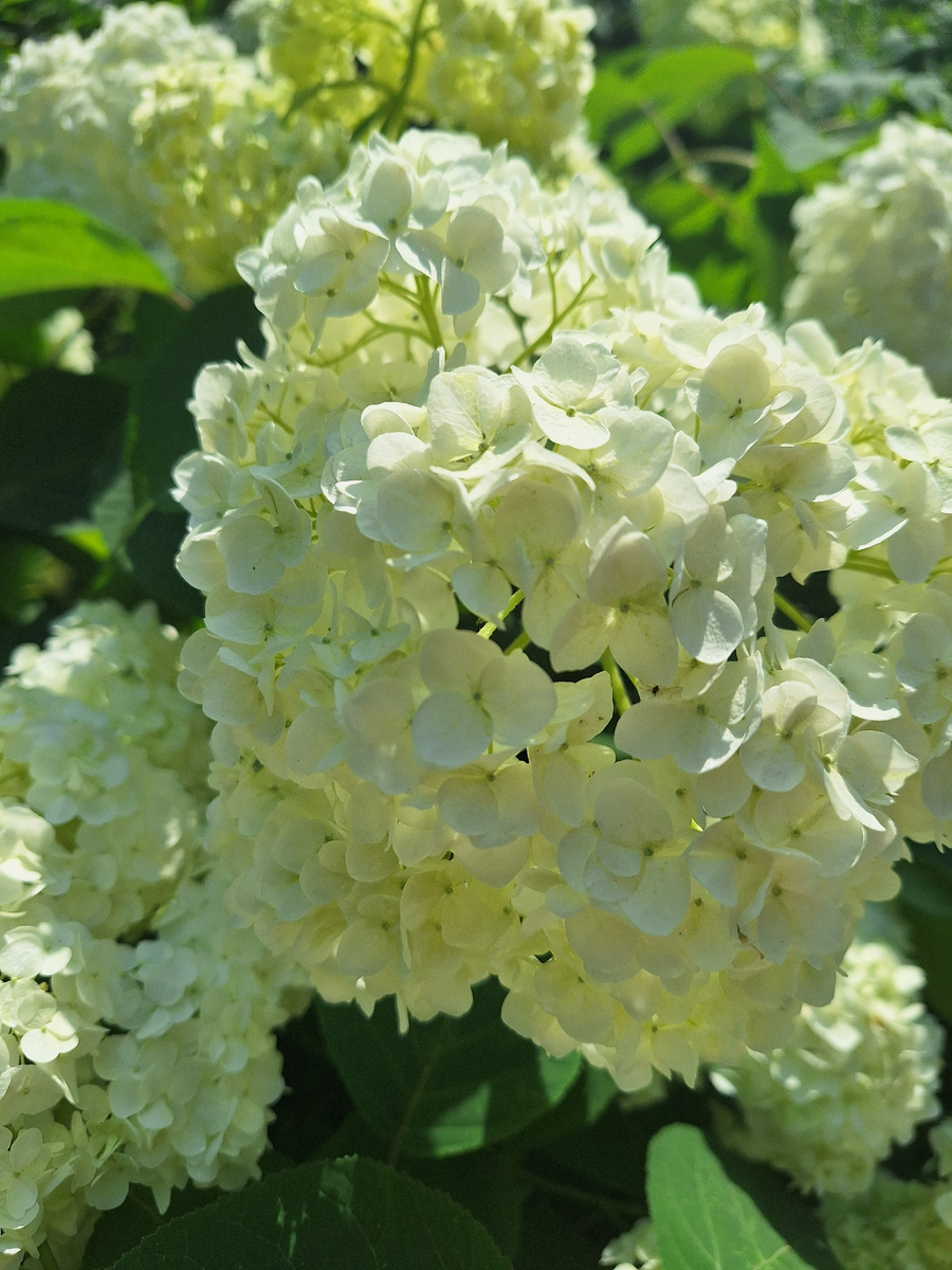Гортензия. Фото - собственность автора канала.