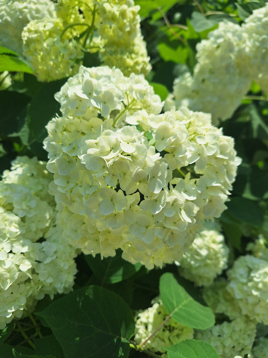 Гортензия. Фото - собственность автора канала.