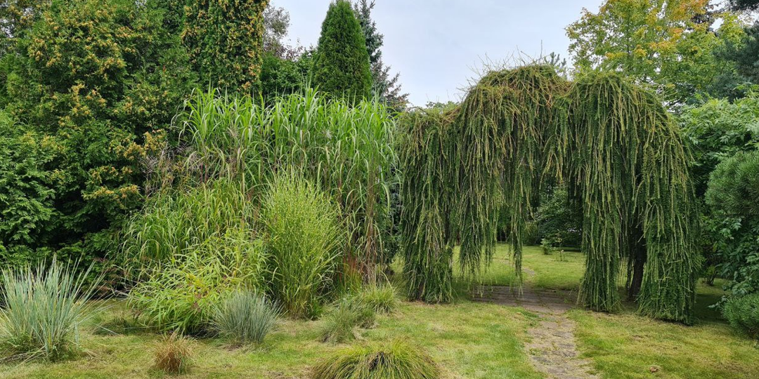 Поддержка и опора: как правильно формировать плакучие хвойные?