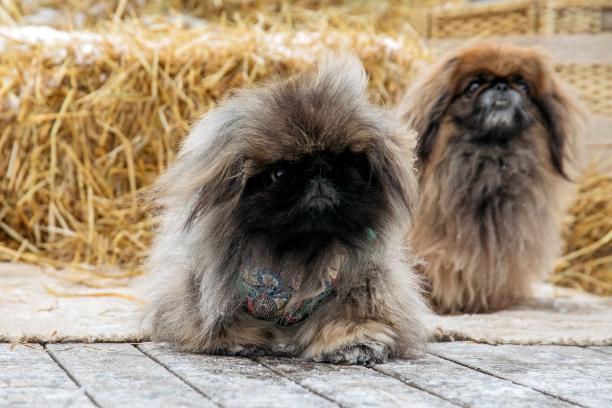    Самые милые щенки Югры: кого выбирают местные жители