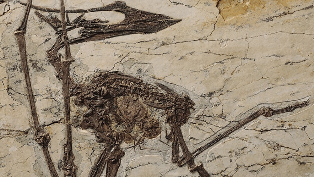     Фото: Science Bulletin