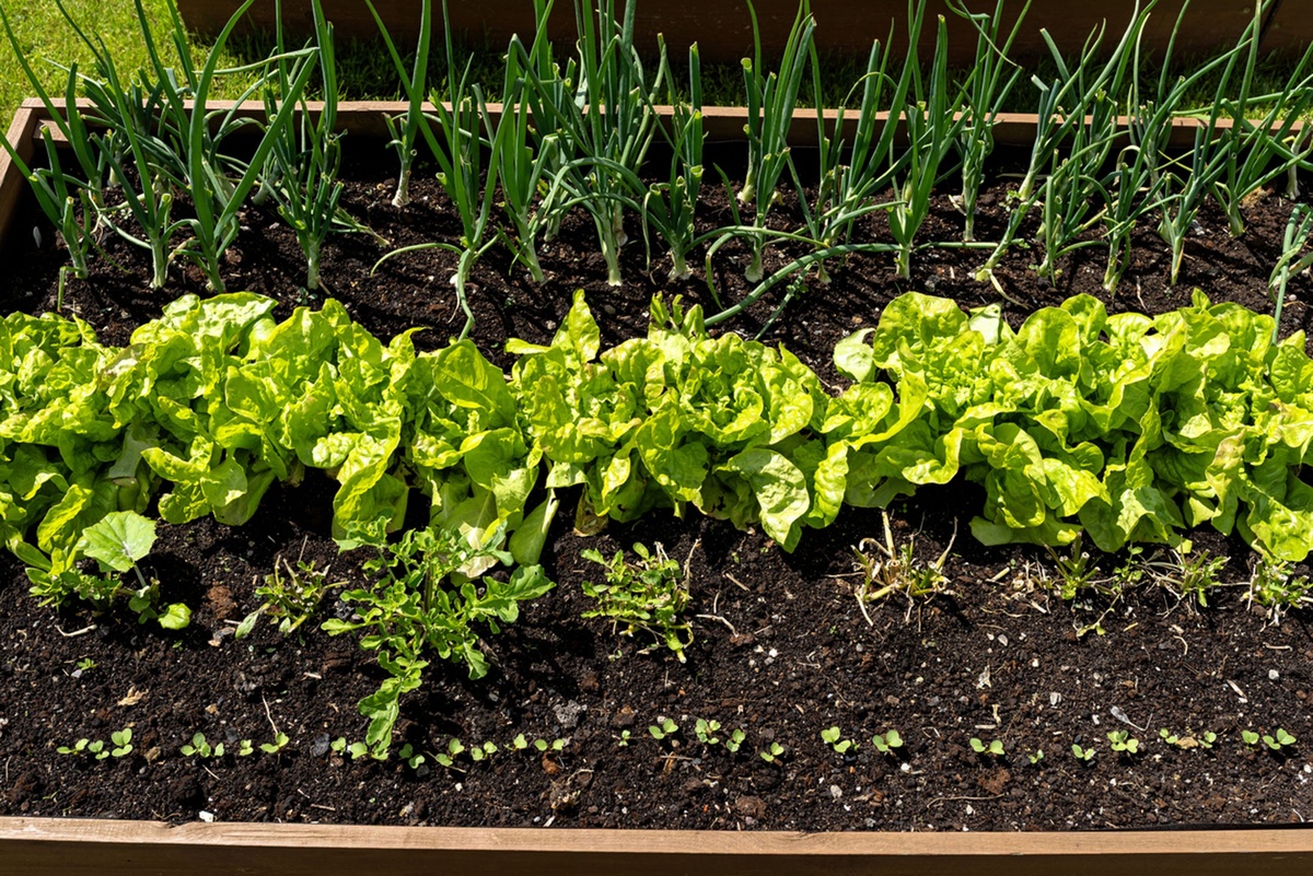    Грядки, приподнятые над уровнем земли, удобны в уходе и подходят для неплодородных и глинистых почв. / Фото: istock