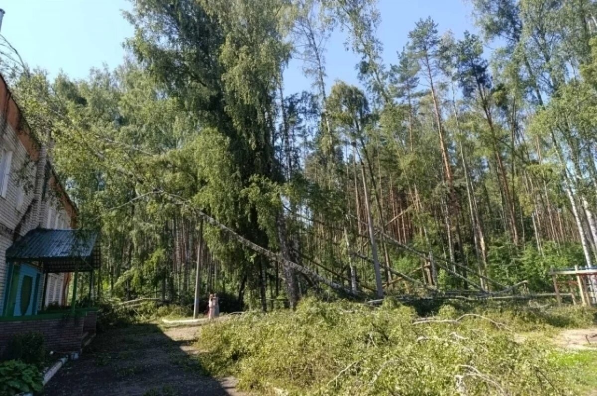    В Ярославской области на школу-сад упало более 200 деревьев