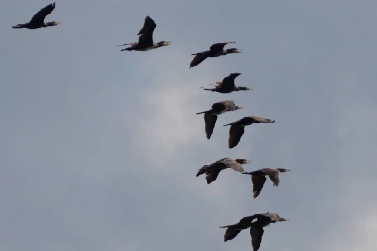    Стая морских птиц поселилась на Черепетском водохранилище Тульской области