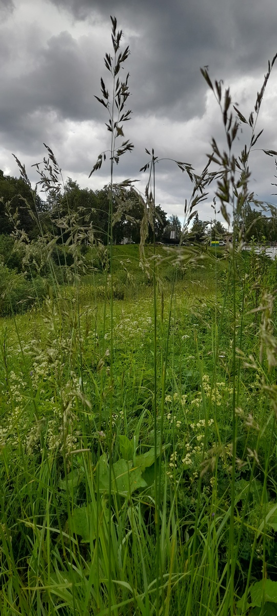 Тучи, ветер и грозы...